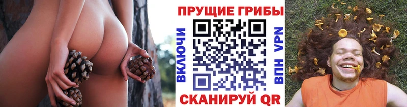 где продают наркотики  Бологое  Псилоцибиновые грибы мухоморы 